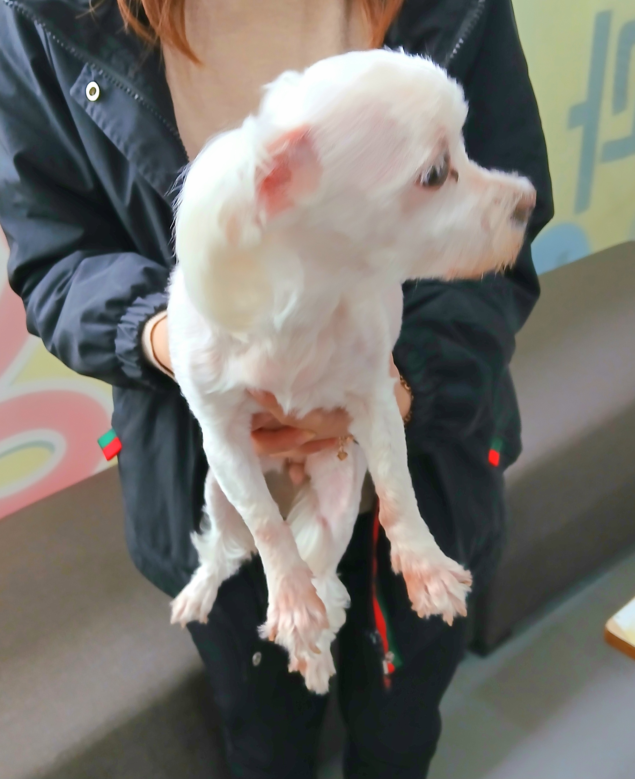 금왕동물병원_443447202501117