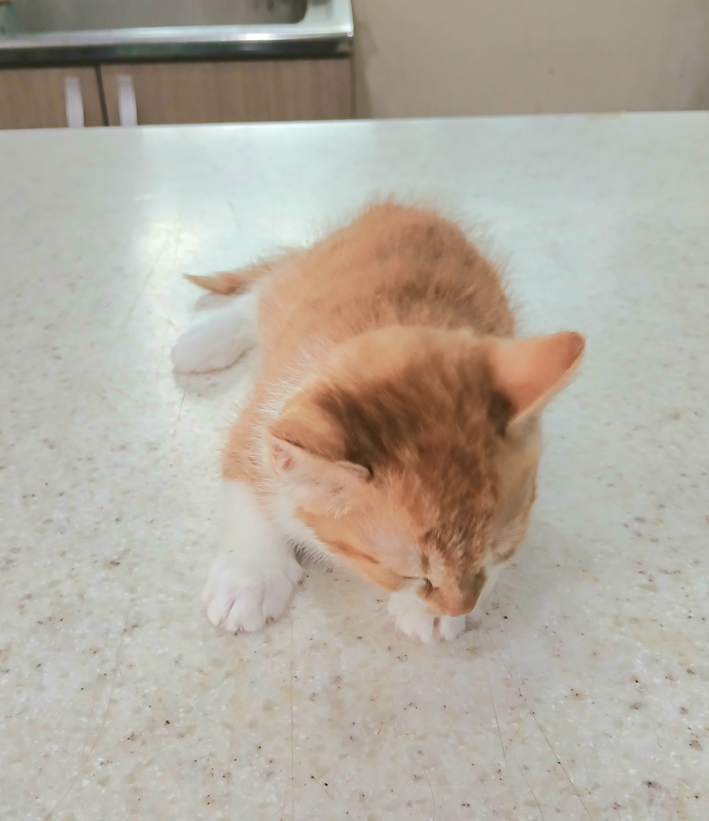 보호중 믹스묘의 가…