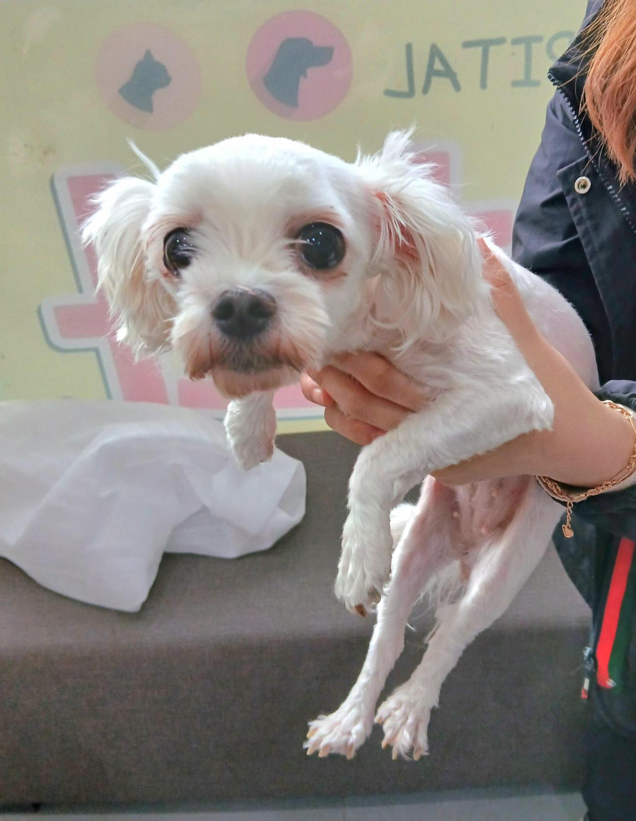 보호중 말티즈의 가…