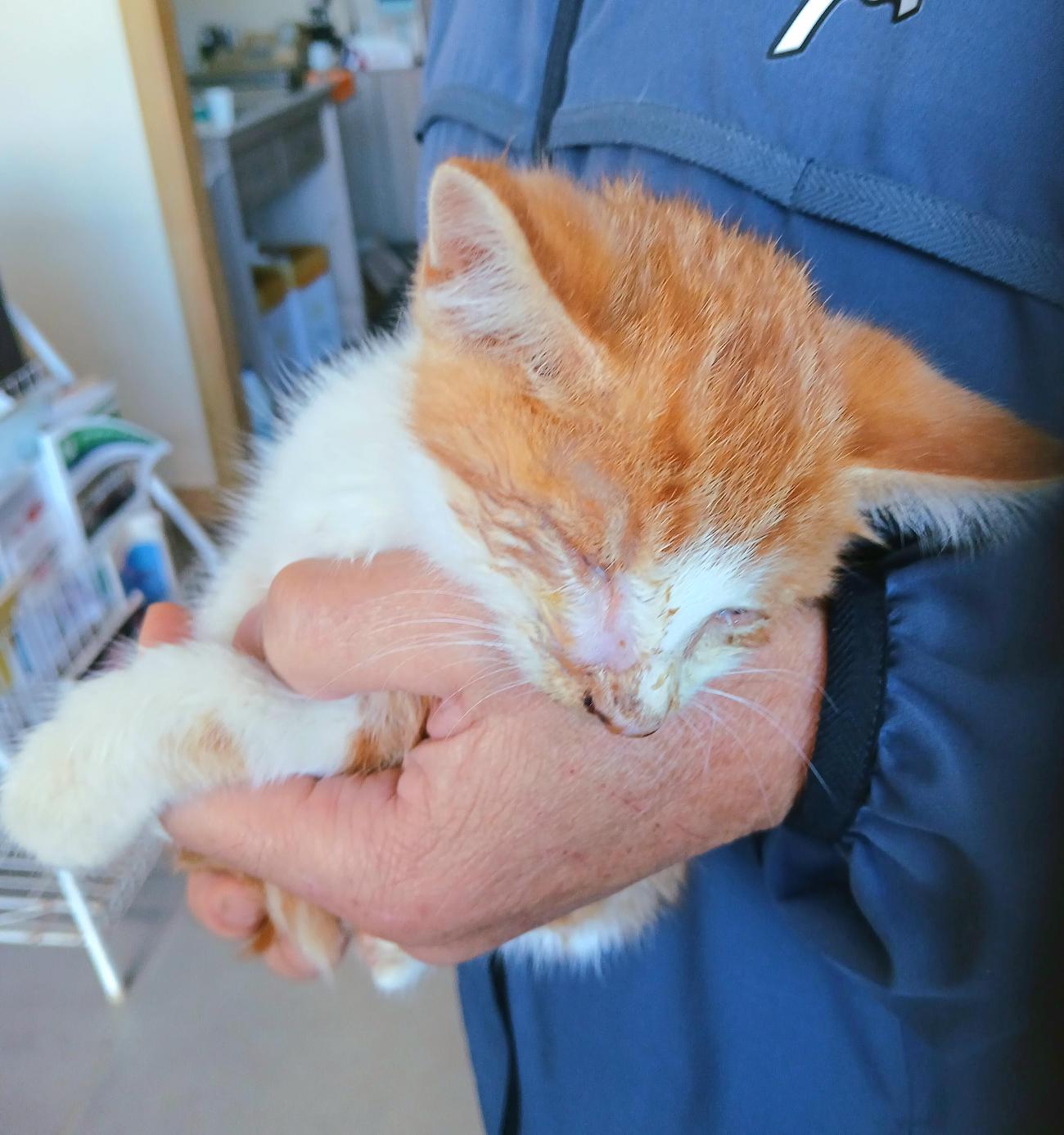 보호중 믹스묘의 가…