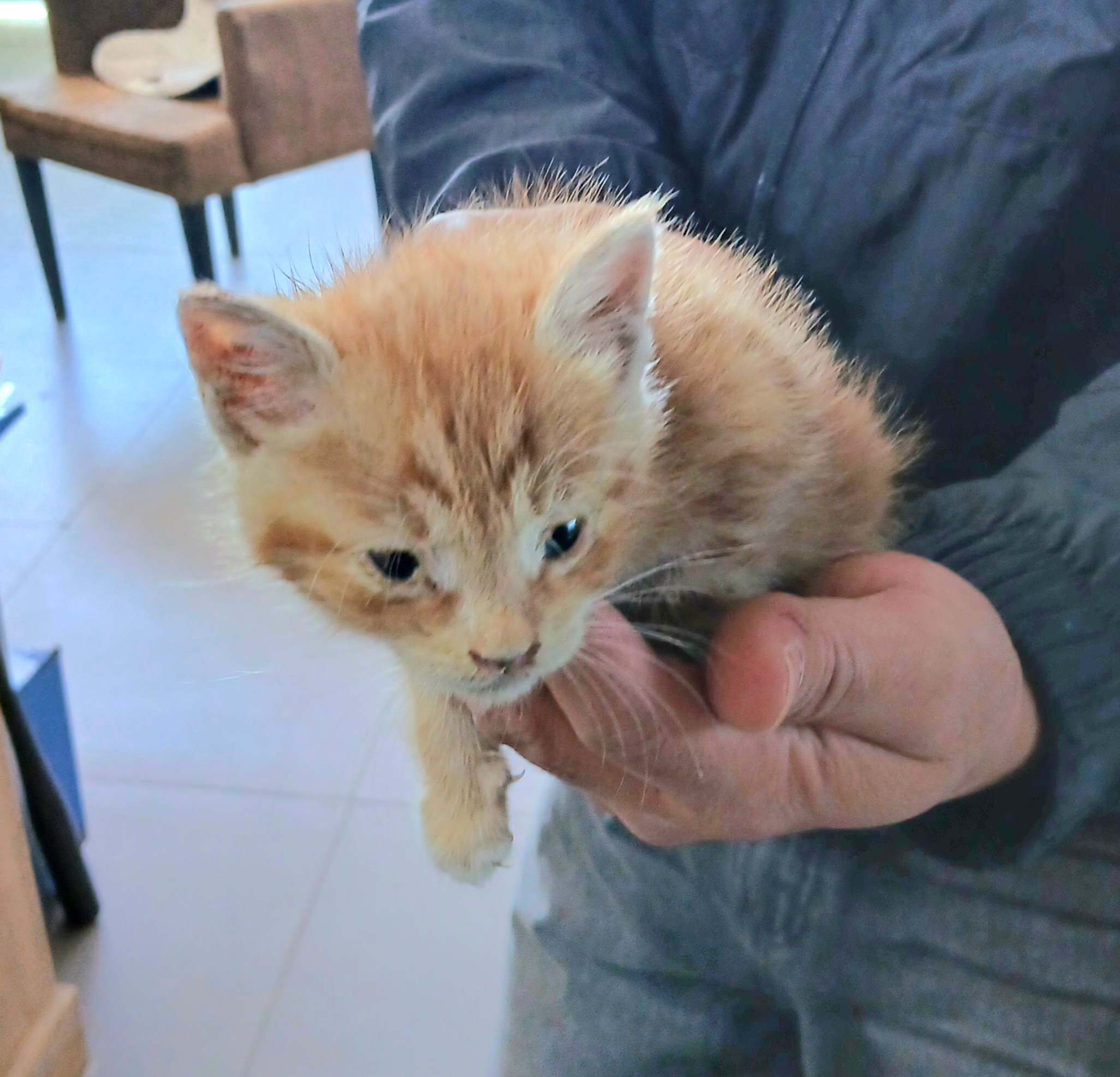 보호중 믹스묘의 가…