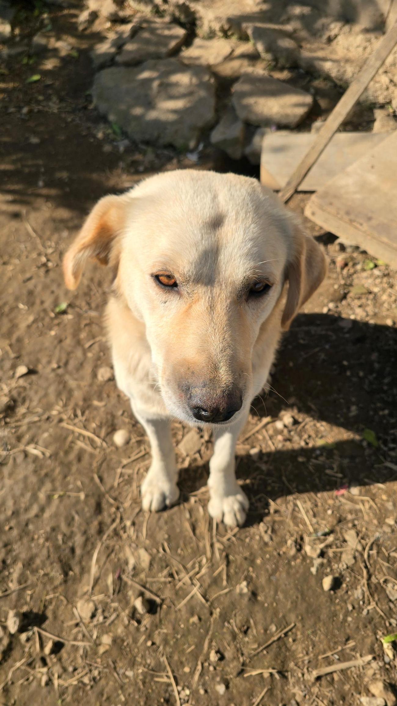 보호중 라브라도 리…