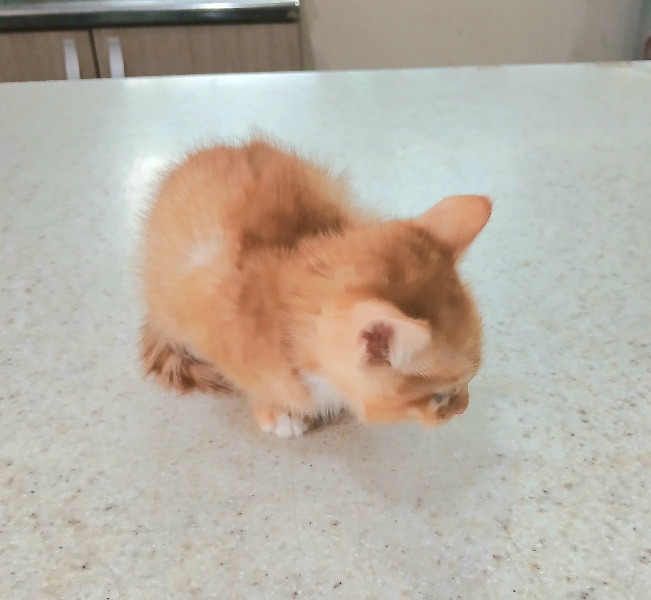 보호중 믹스묘의 가…