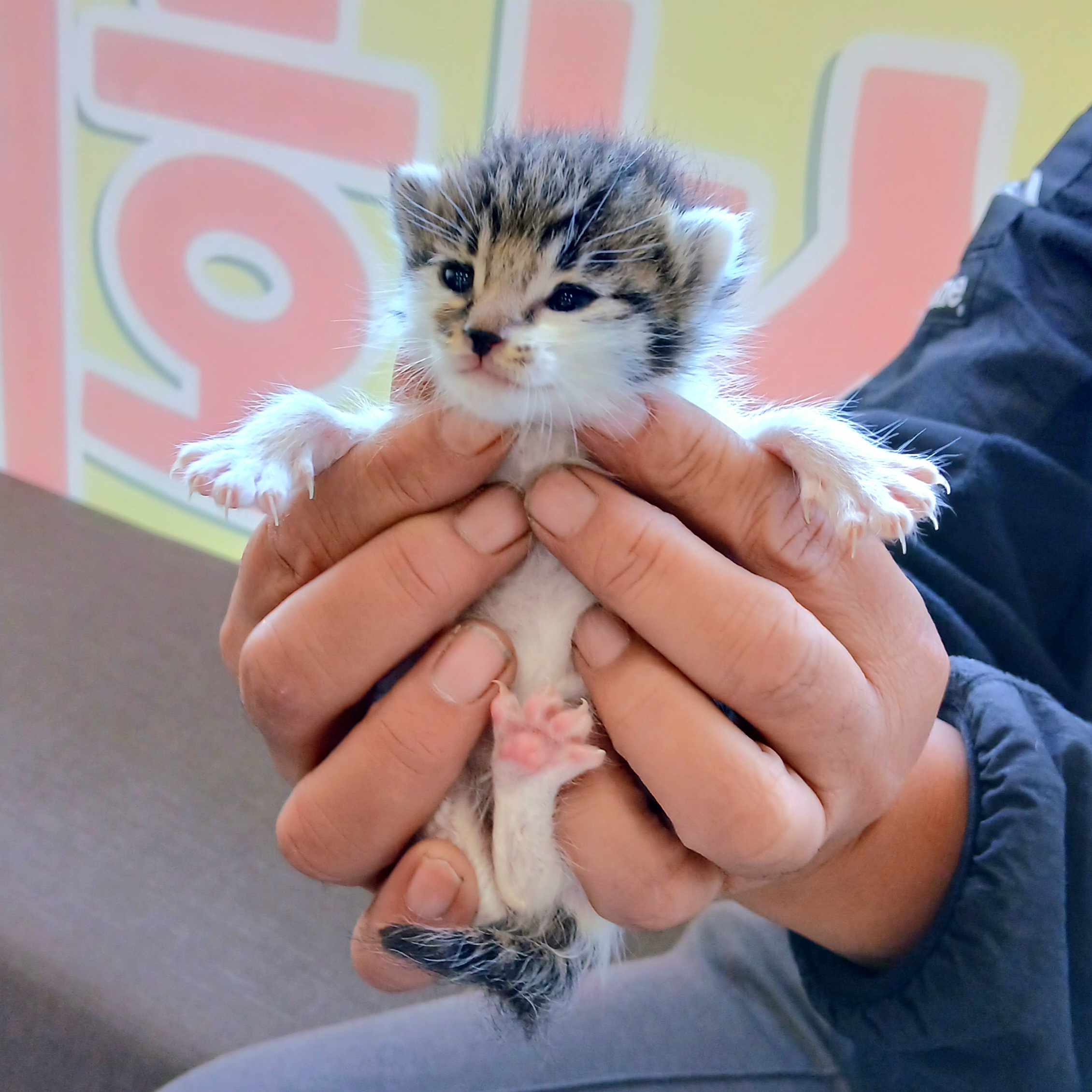 금왕동물병원_443447202501121