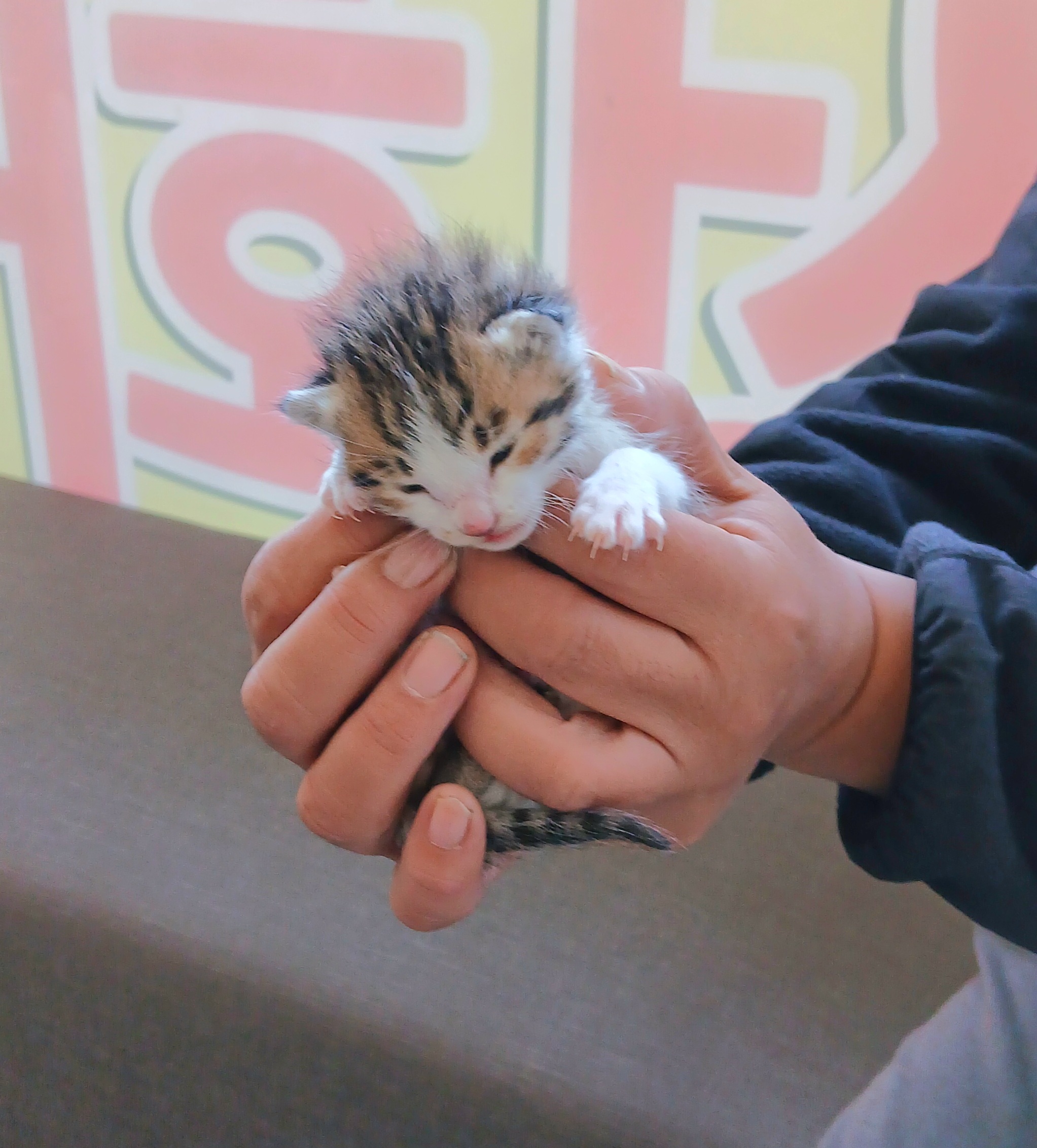 보호중 믹스묘의 가…