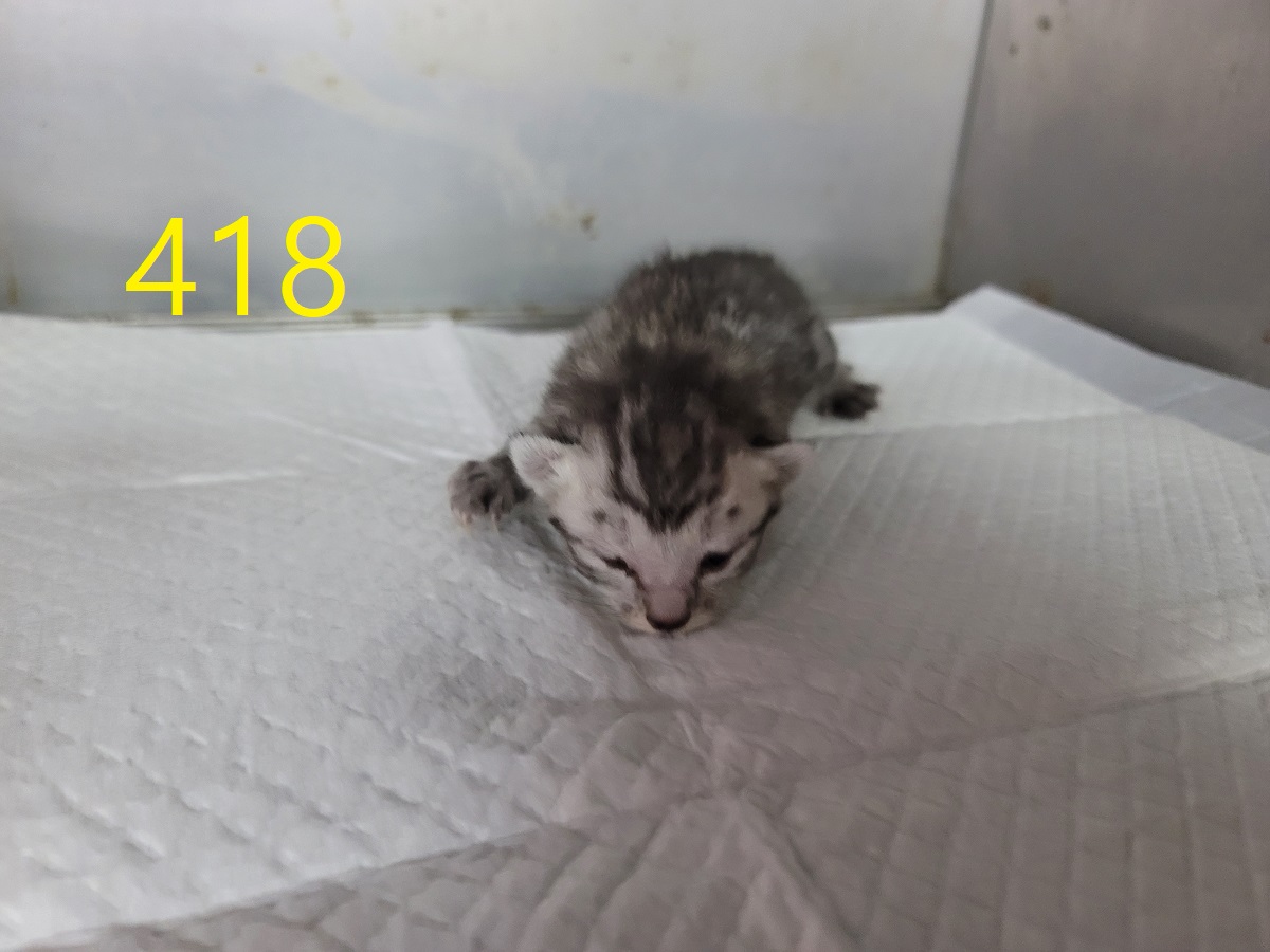 종료(자연사) 한국…