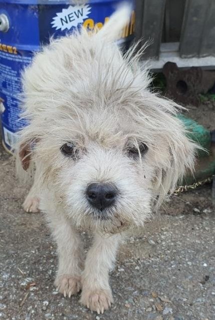 공주시 동물보호센터_444450202500510