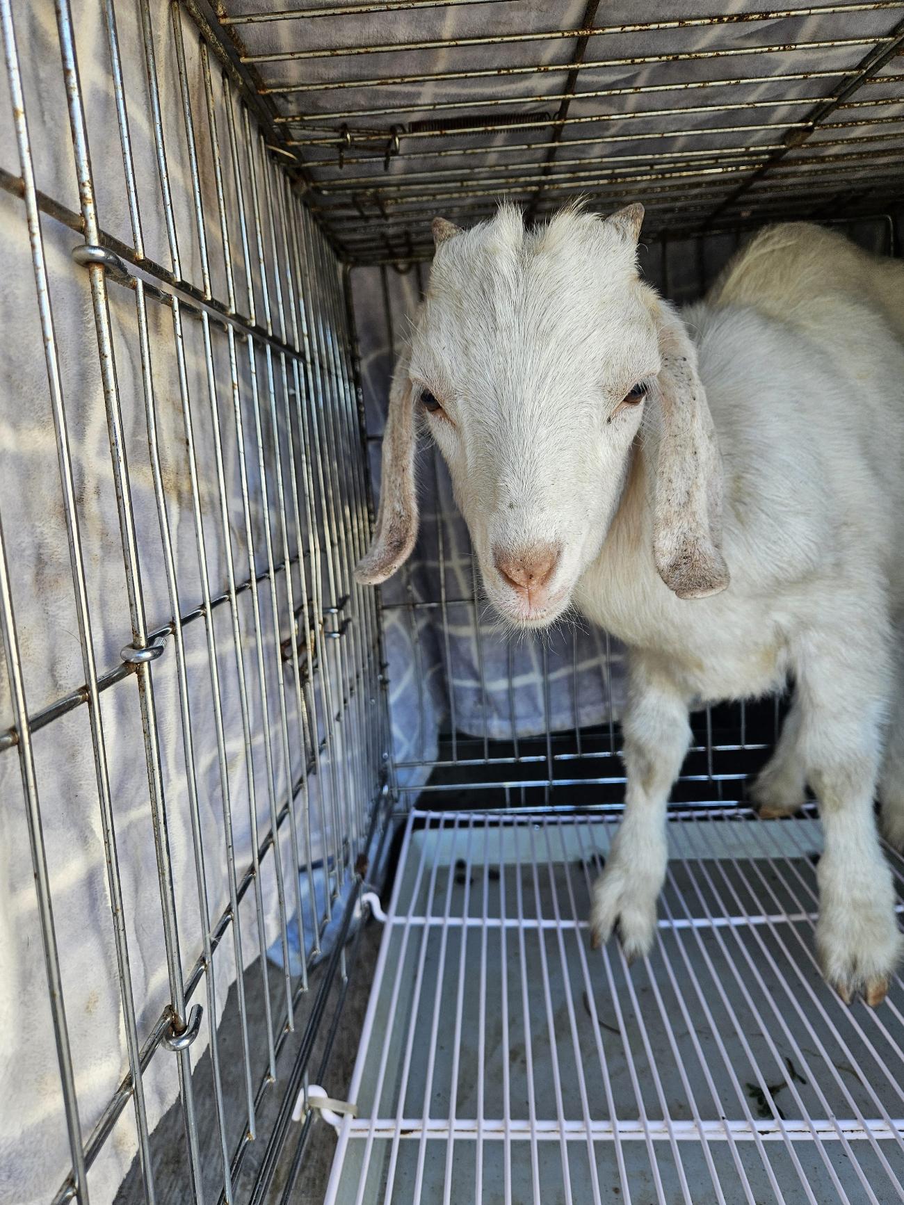 (사)동물보호관리협회_448535202501591