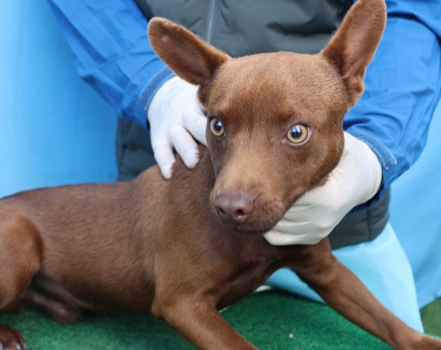 보호중 페터데일테리…