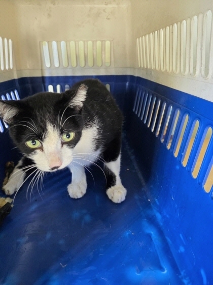 부산동물보호센터_426332202500798