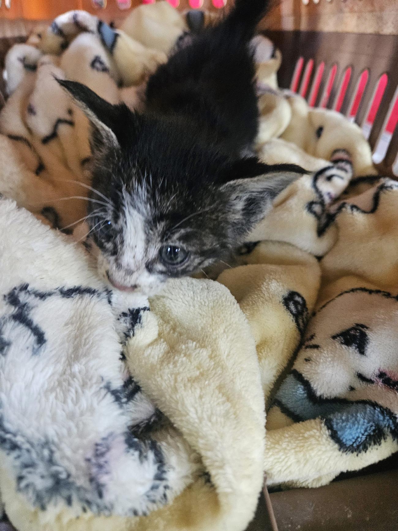 종료(자연사) 한국…