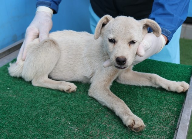 제주 동물보호센터_450650202502884