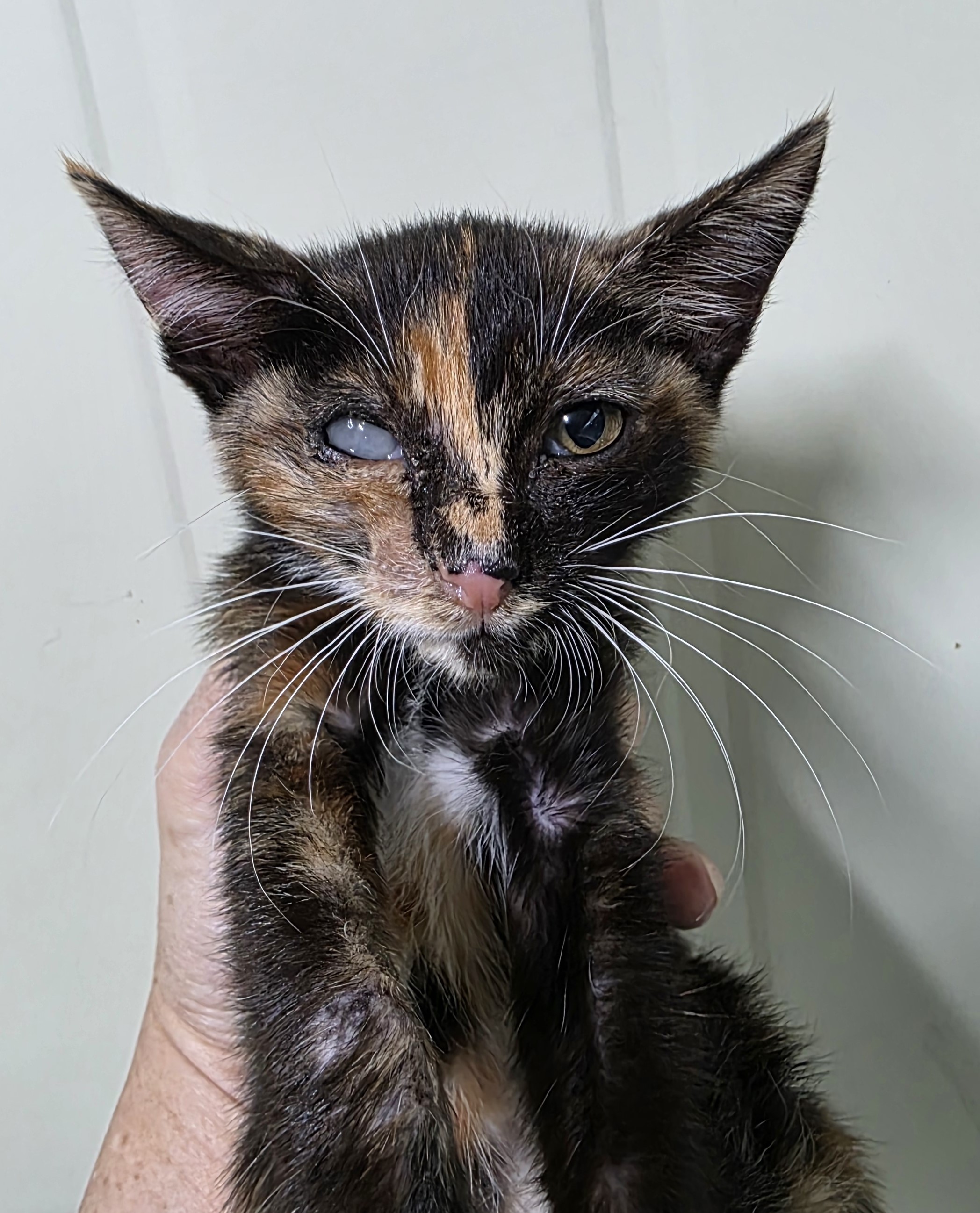 대구유기동물보호협회_427347202500901