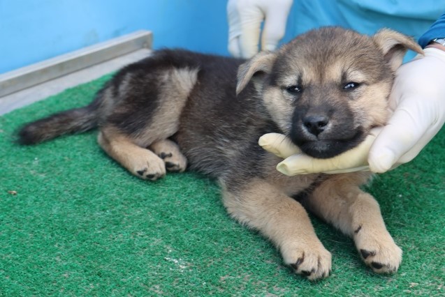 보호중 믹스견의 가…