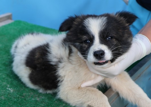 종료(자연사) 믹스…