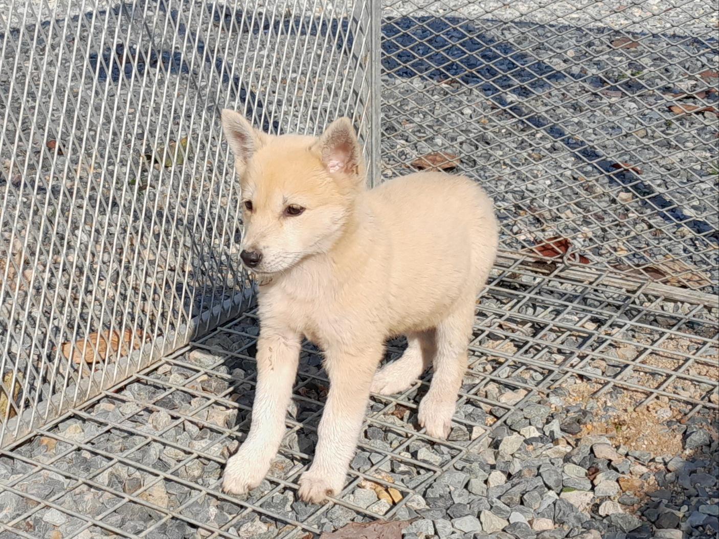 보호중 믹스견의 가…