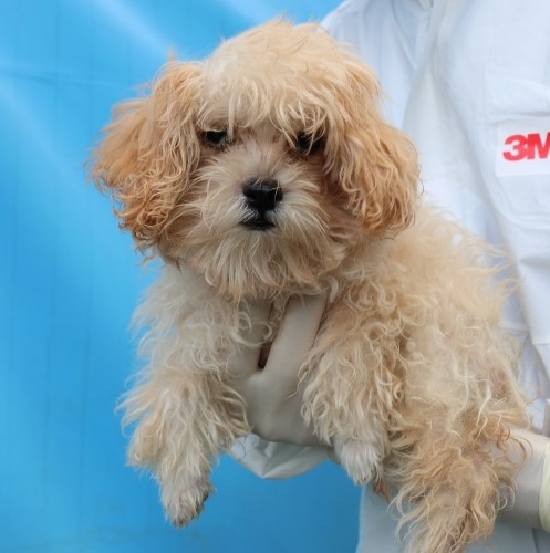 종료(입양) 믹스견…