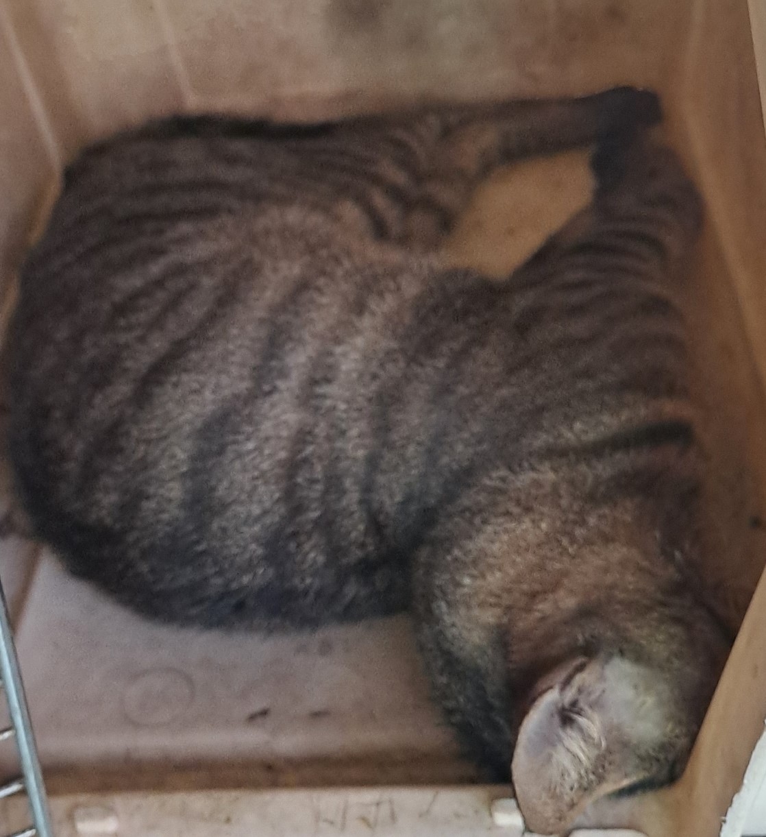 종료(자연사) 한국…