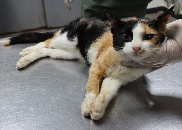 종료(안락사) 한국…