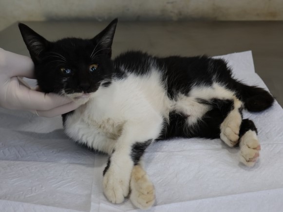 종료(안락사) 한국…