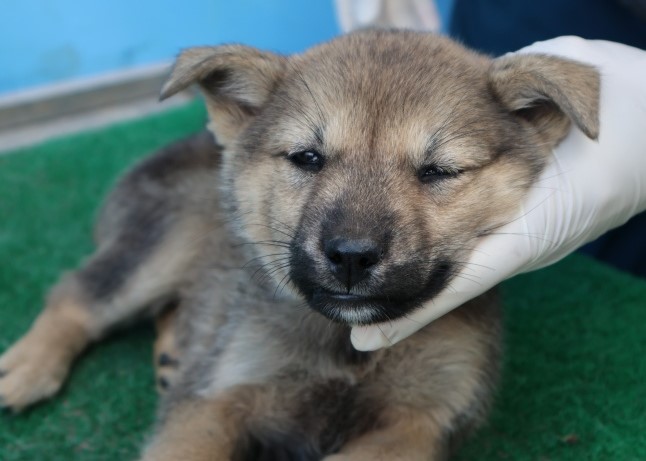 제주 동물보호센터_450650202502877