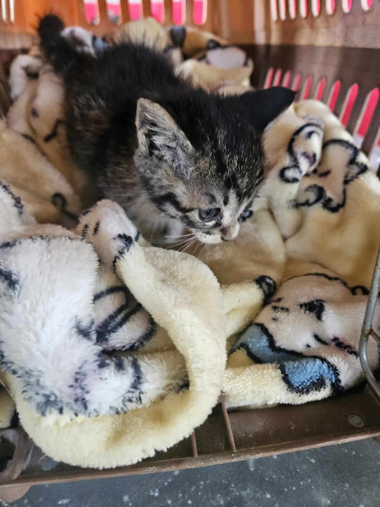 (사)동물보호관리협회_448535202501584