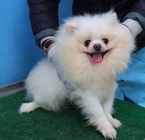 보호중 포메라니안의…