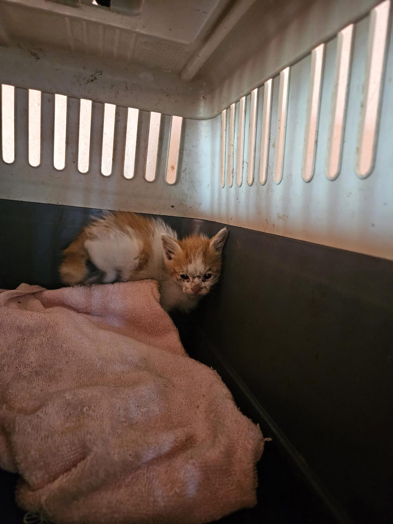 종료(자연사) 한국…