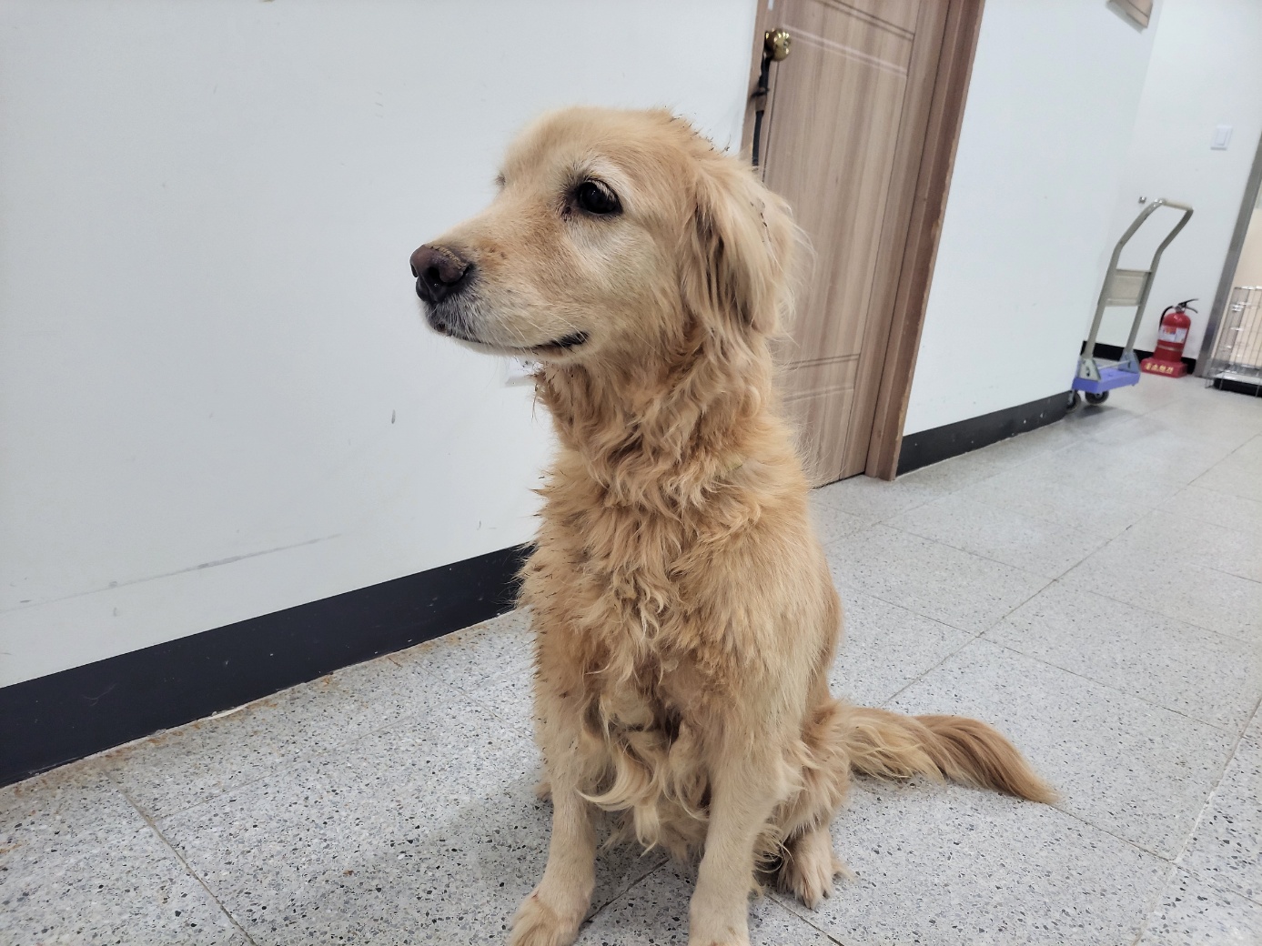 종료(반환) 골든 …