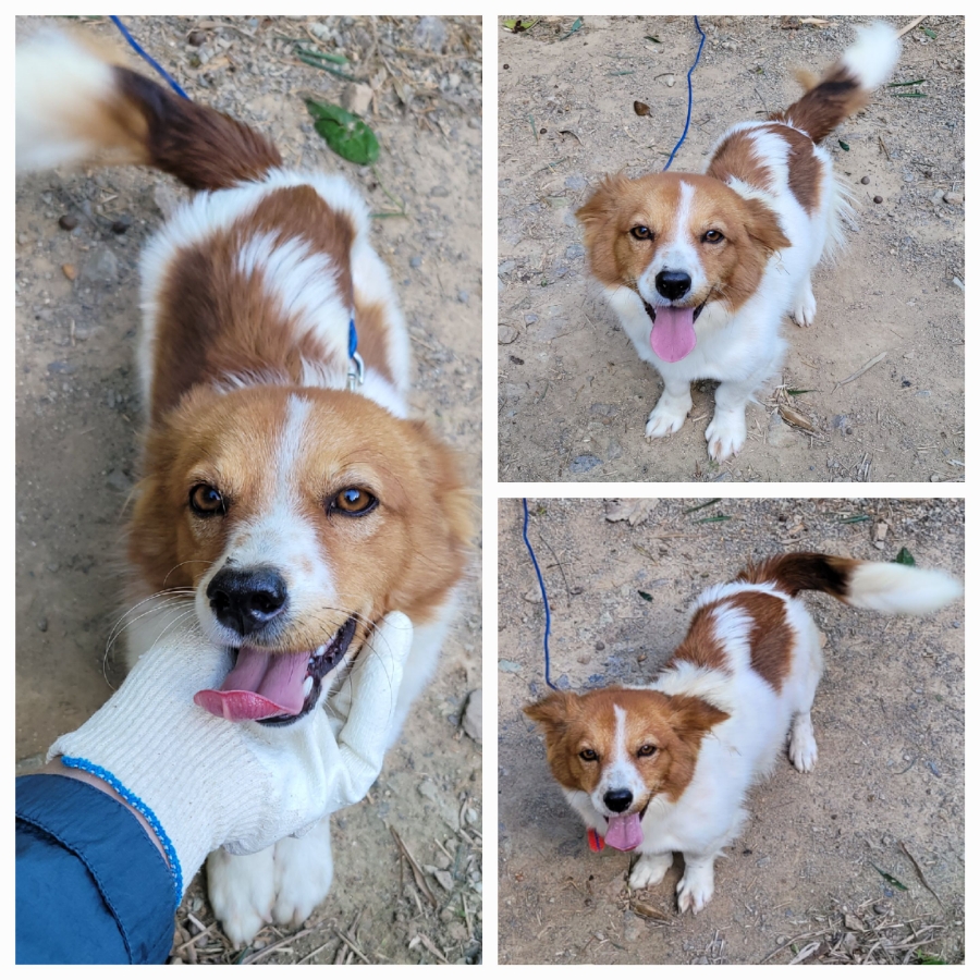 무안군유기동물보호소_446495202500351