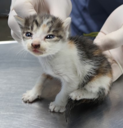 종료(입양) 한국 …