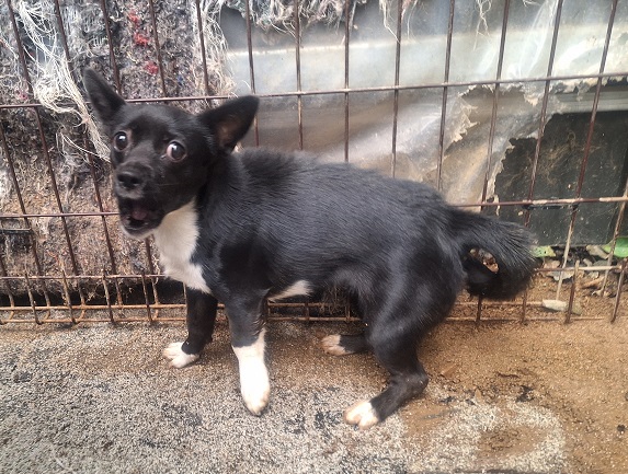 종료(자연사) 믹스…