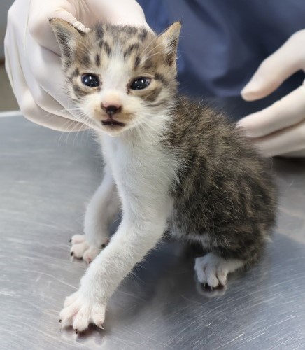 보호중 한국 고양이…