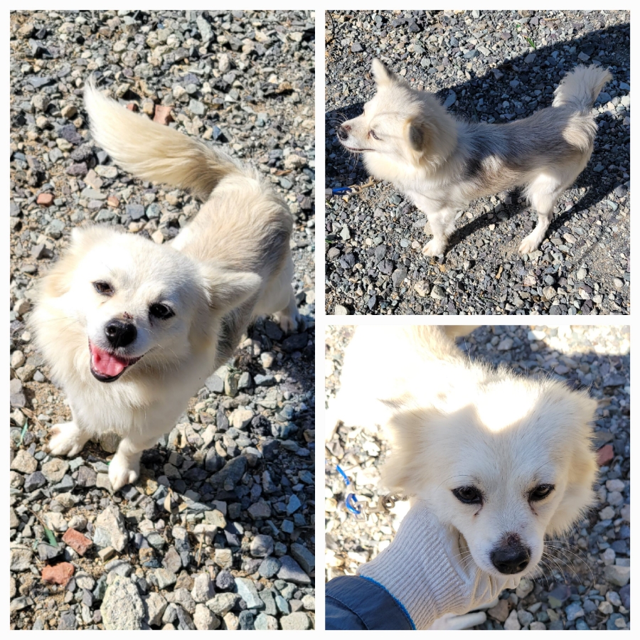 무안군유기동물보호소_446495202500352