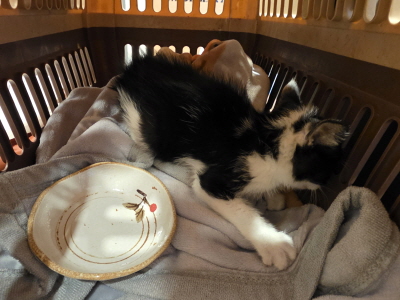 (사)동부동물보호협회_426330202500397