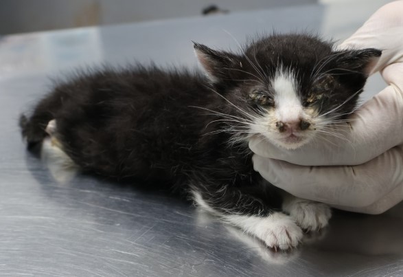 종료(자연사) 한국…