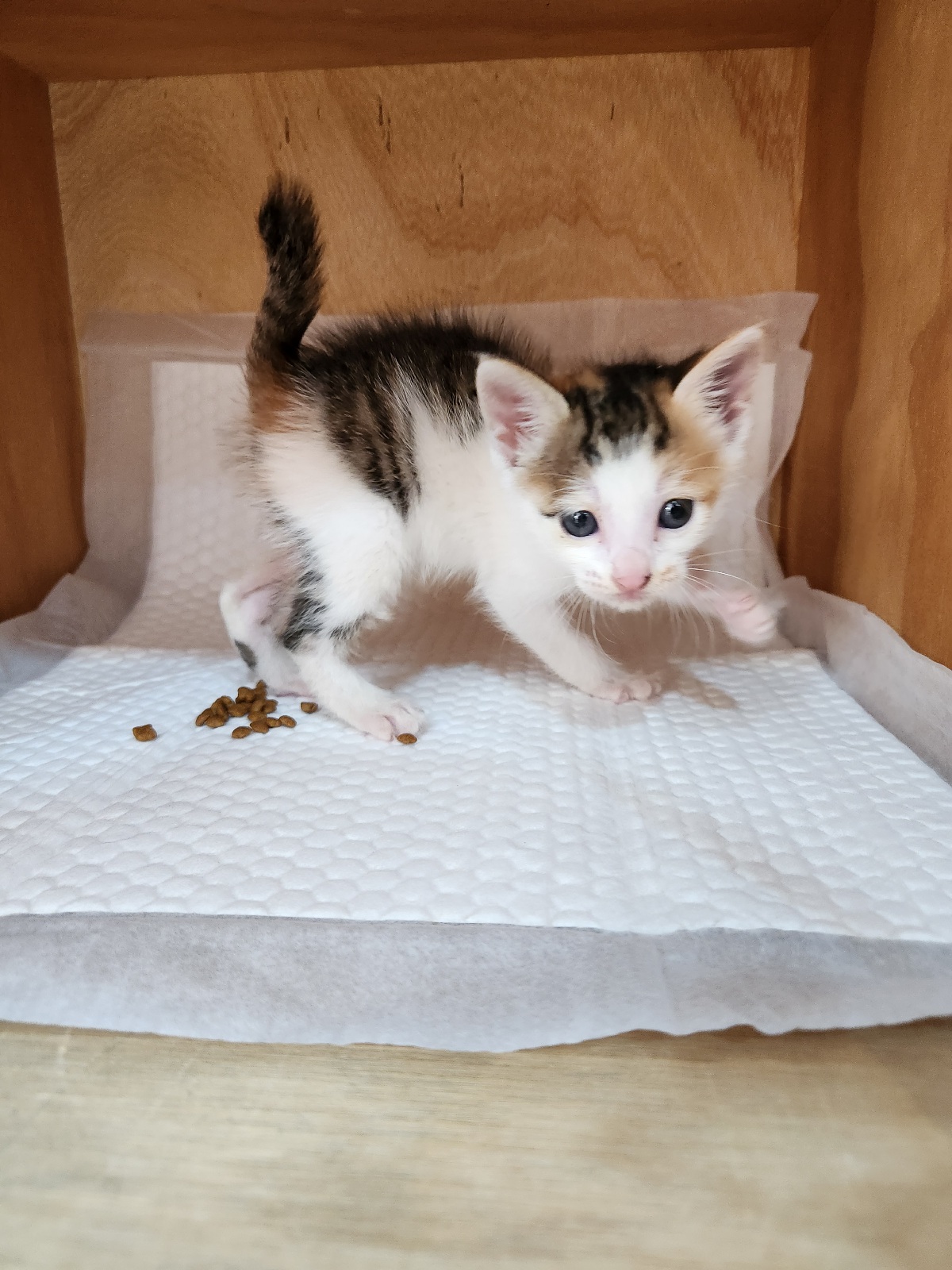 보호중 한국 고양이…
