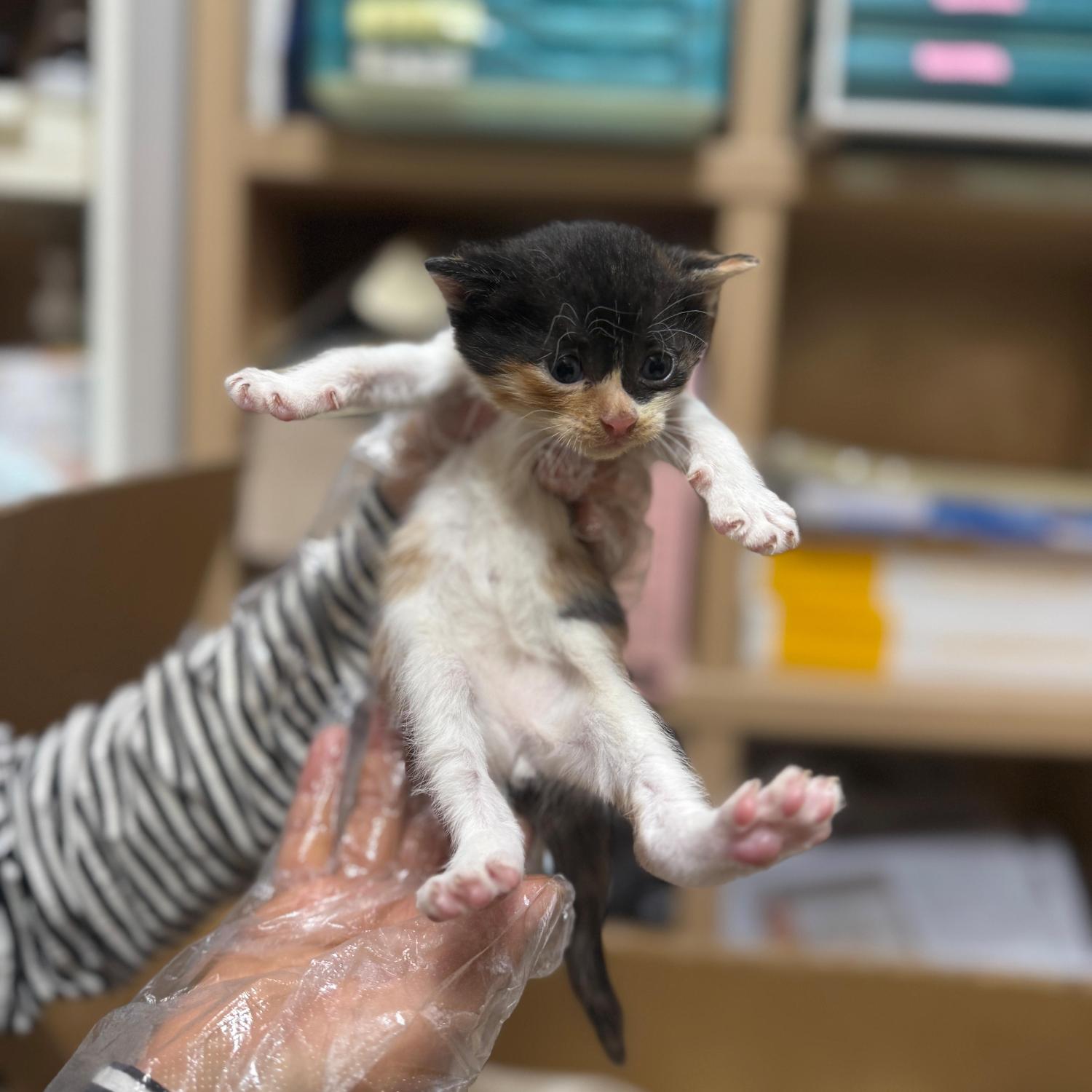 울산유기동물보호센터_431373202501616