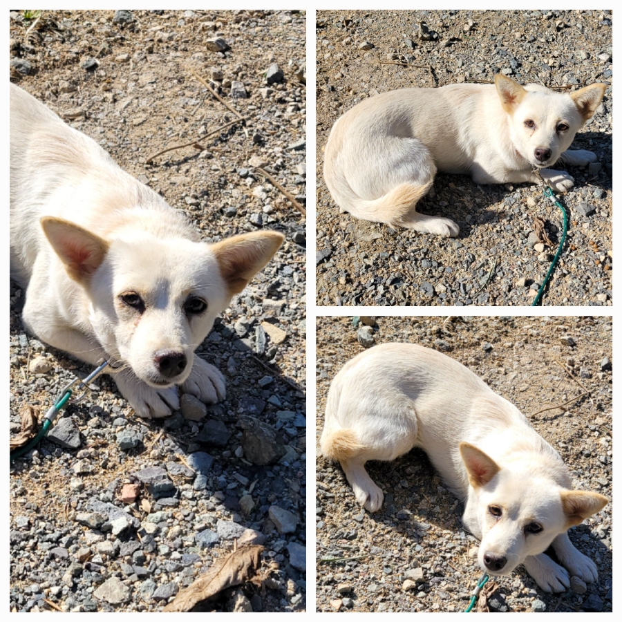 무안군유기동물보호소_446495202500353