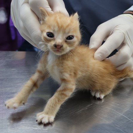 제주 동물보호센터_450650202502897