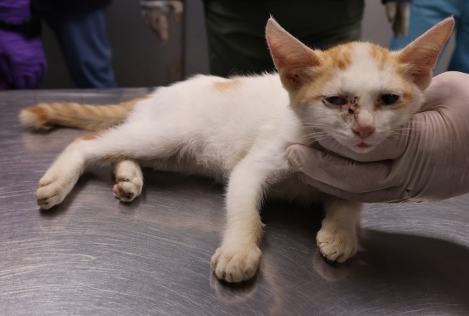 종료(자연사) 한국…