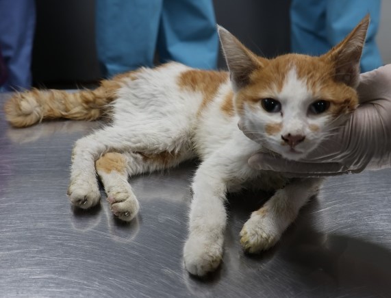 종료(자연사) 한국…