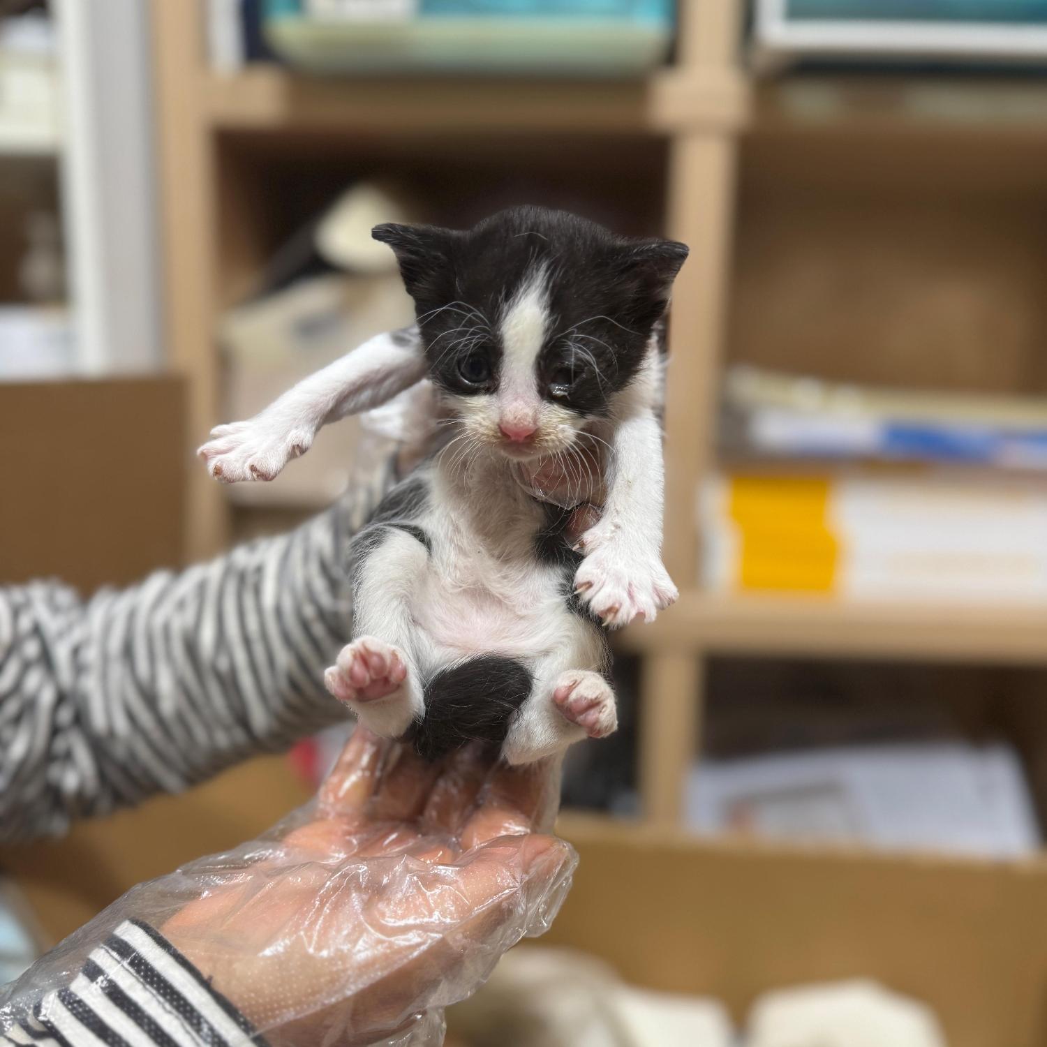 종료(자연사) 한국…