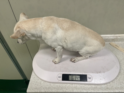 (사)동부동물보호협회_426330202500396