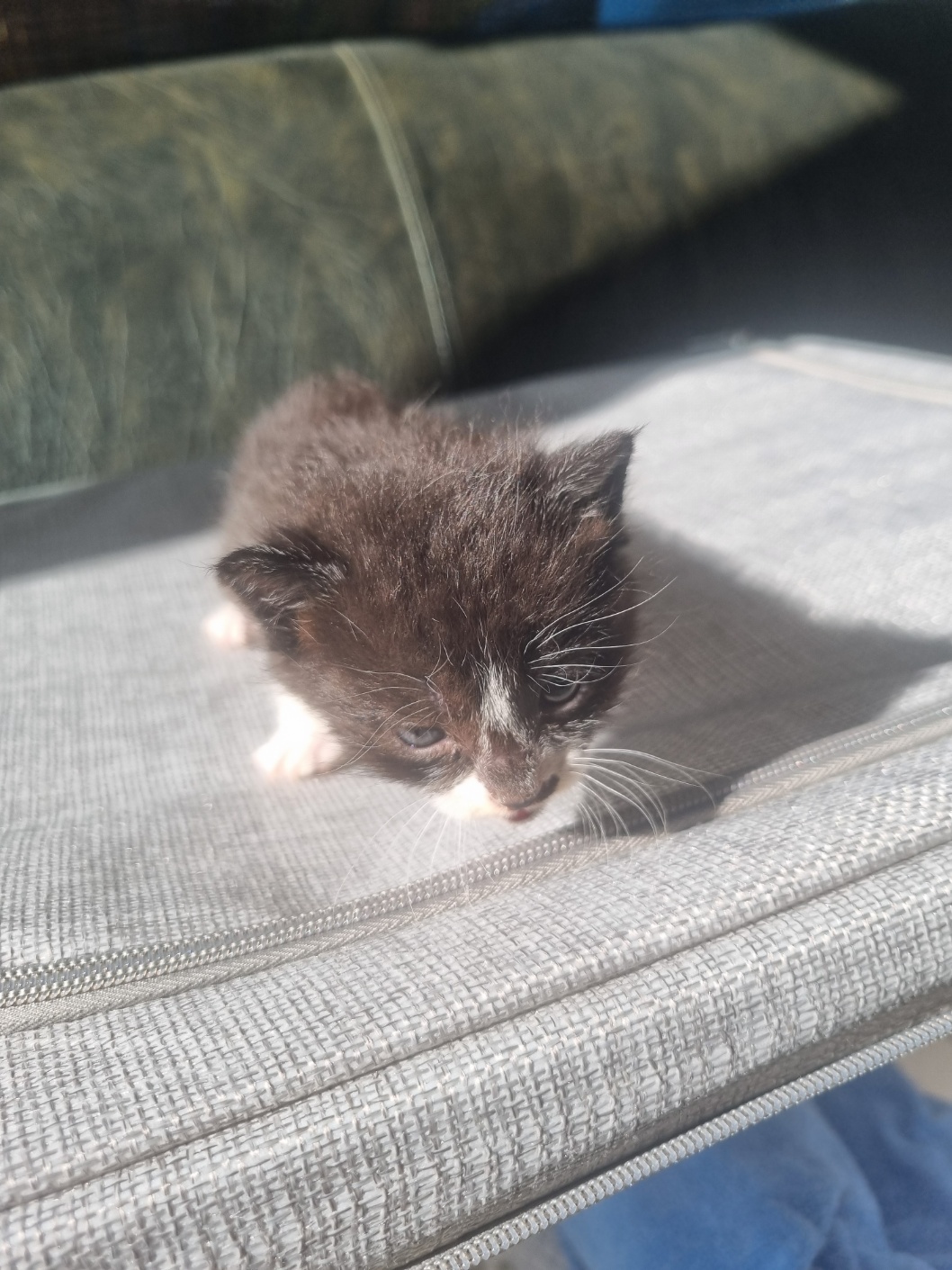 보호중 믹스묘의 가…