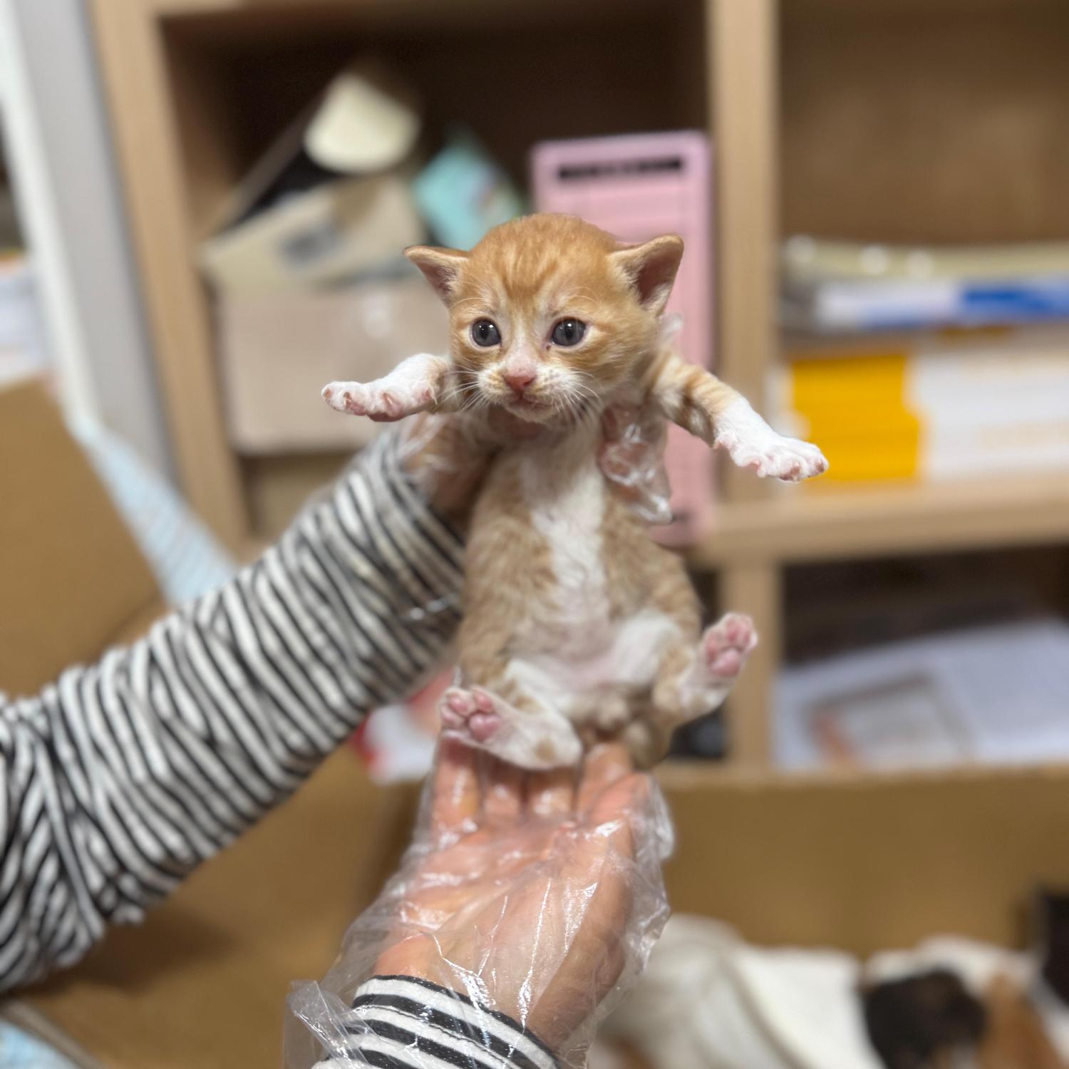 울산유기동물보호센터_431373202501618