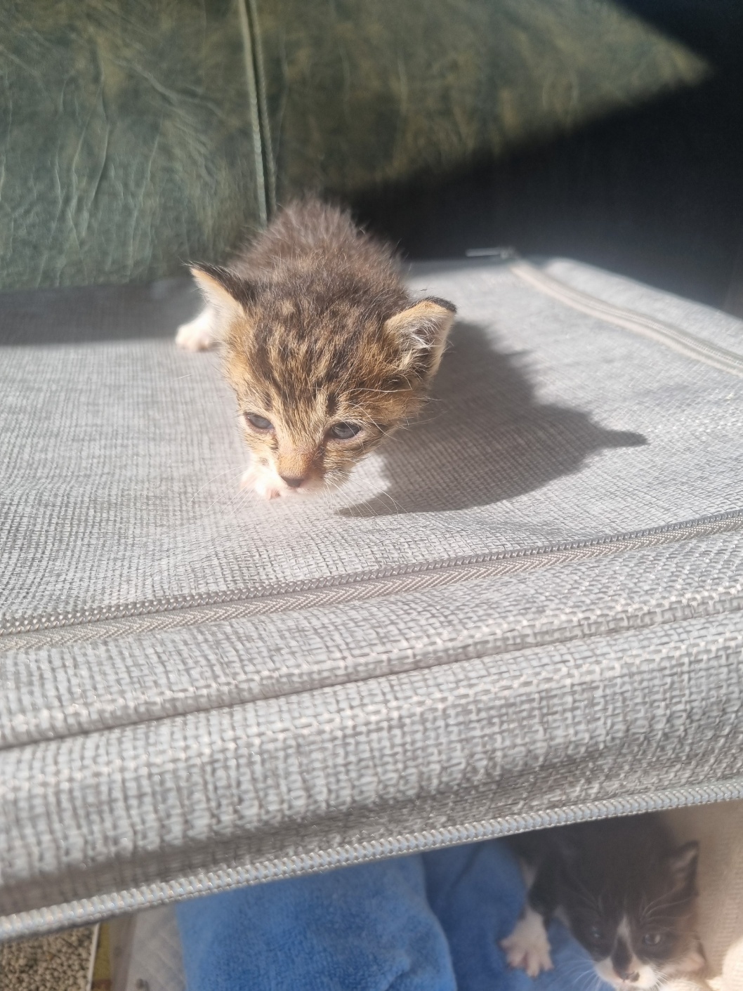 보호중 믹스묘의 가…