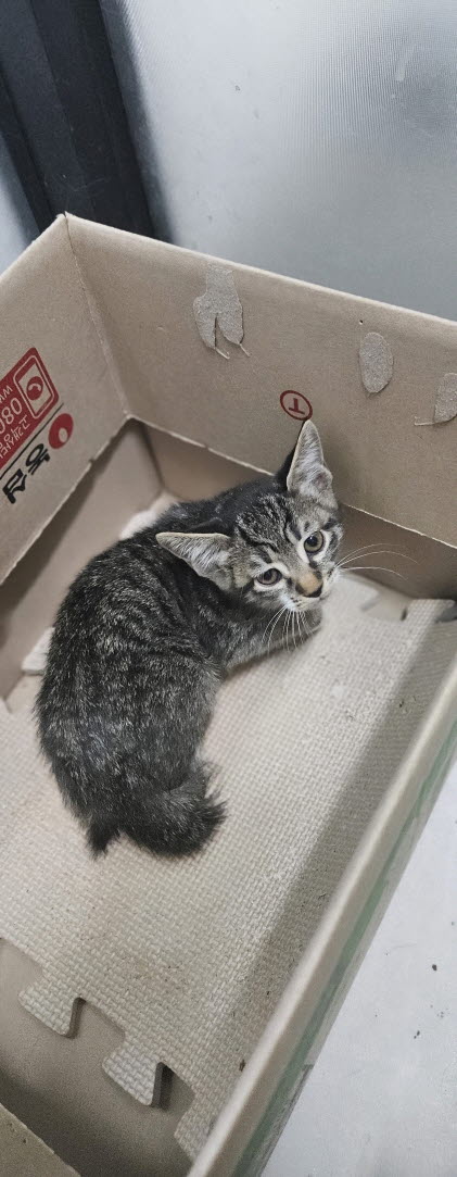 보호중 한국 고양이…