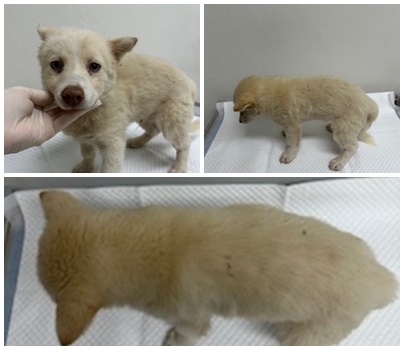 논산시 동물보호센터_444454202501048