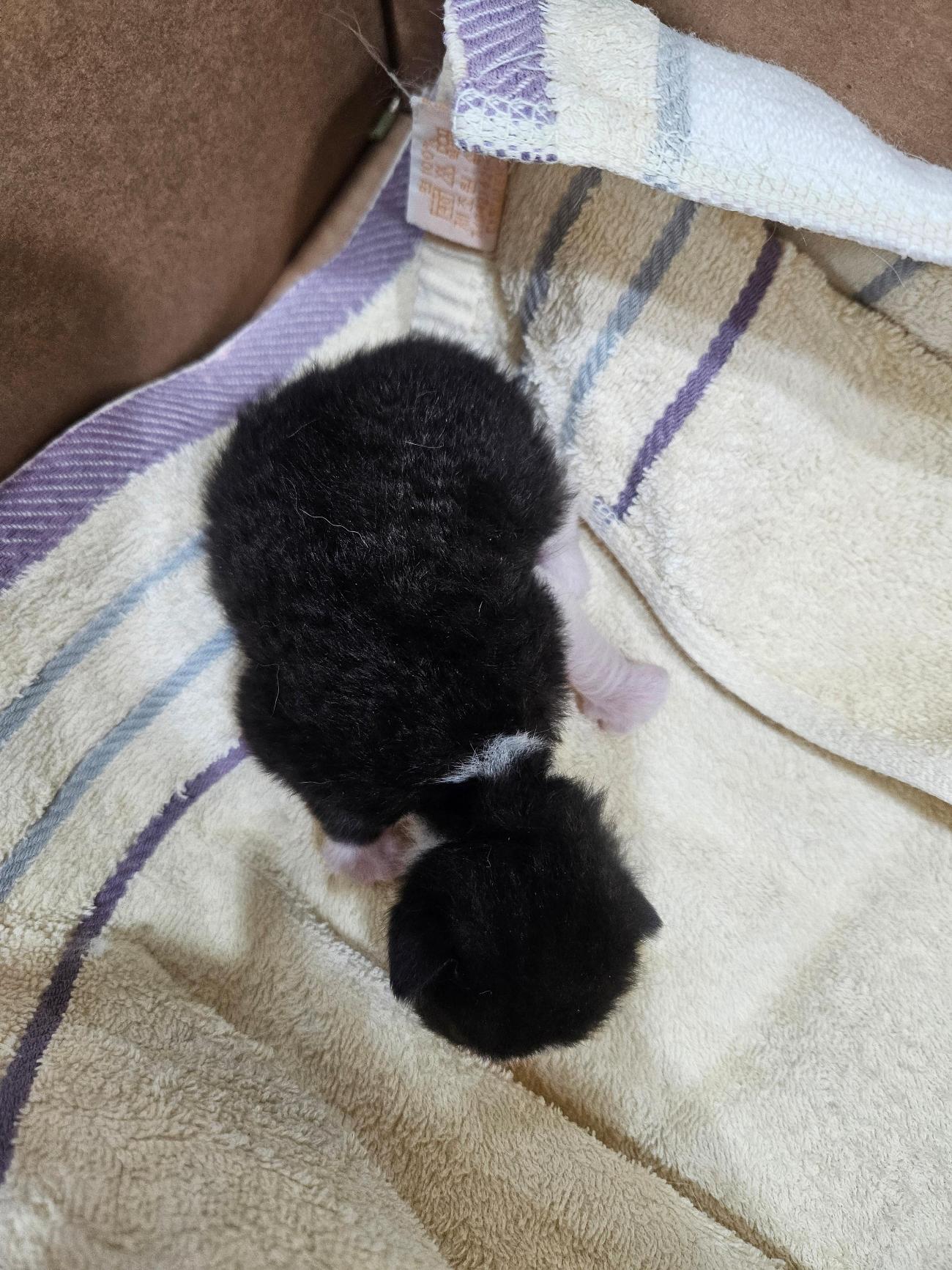 일산동물의료센터_431371202500510